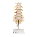Colonne vertébrale lombaire avec section dorsale 3B Scientific®