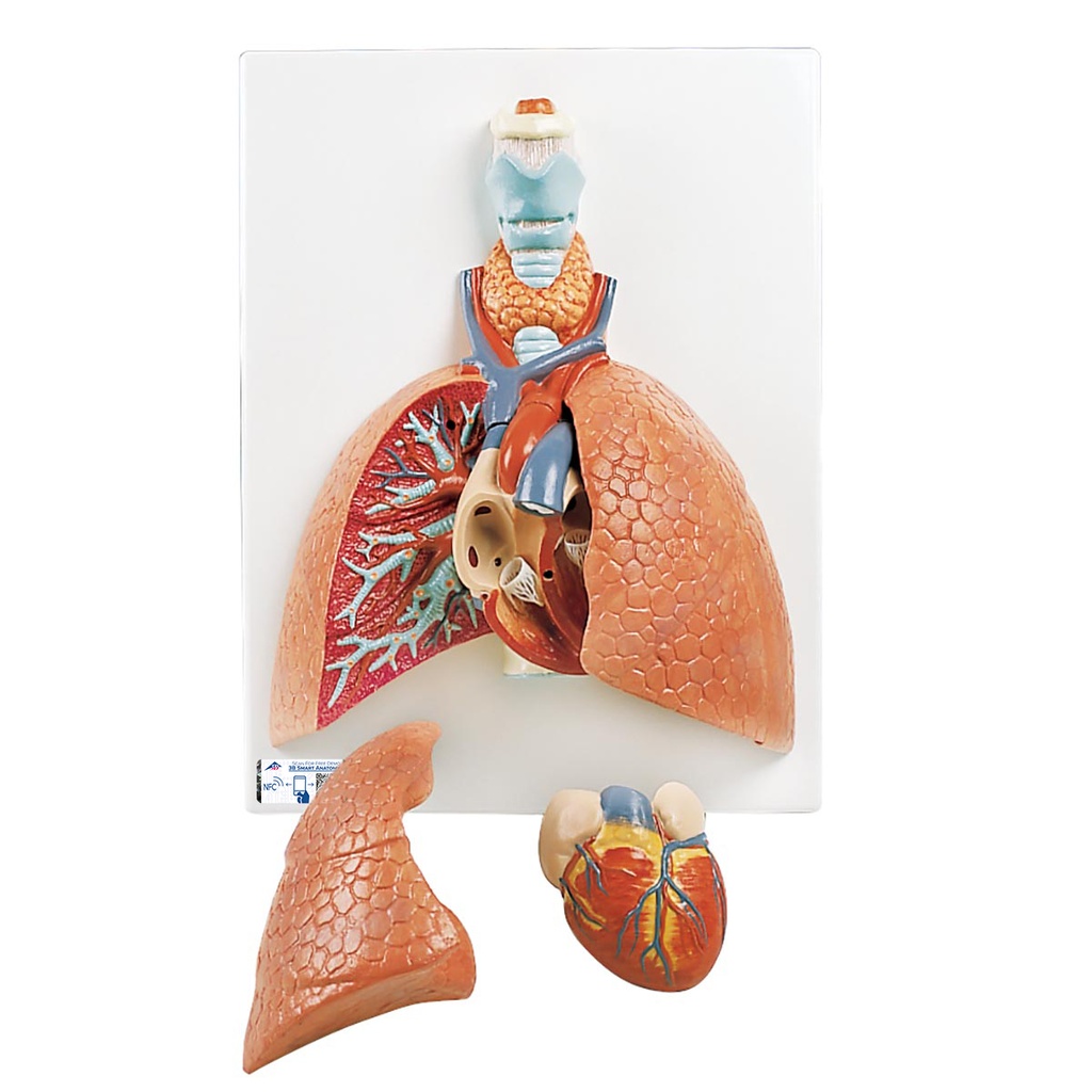 Modèle de poumon avec larynx en 5 parties 3B Scientific®