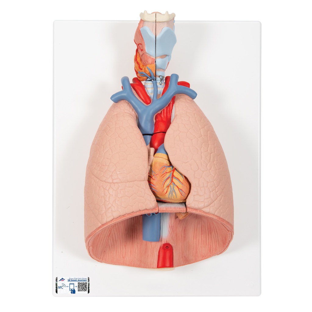 Modèle de poumon avec larynx en 7 parties 3B Scientific®