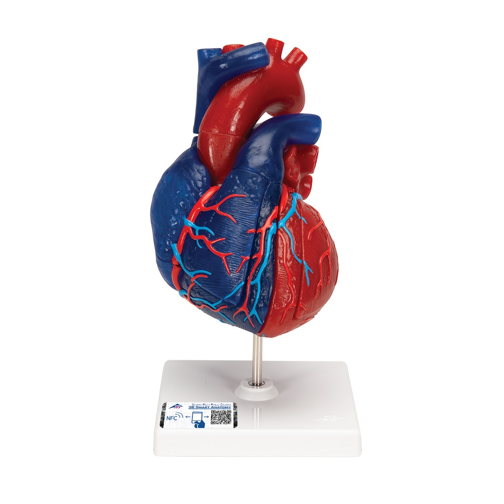 Modèle de cœur magnétique taille réelle en 5 parties 3B Scientific®