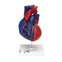 Modèle de cœur magnétique taille réelle en 5 parties 3B Scientific®