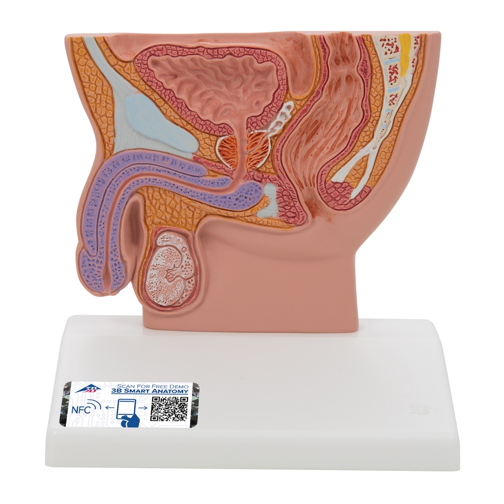 Coupe de bassin masculin 1/2 3B Scientific®