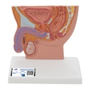 Coupe de bassin masculin 1/2 3B Scientific®