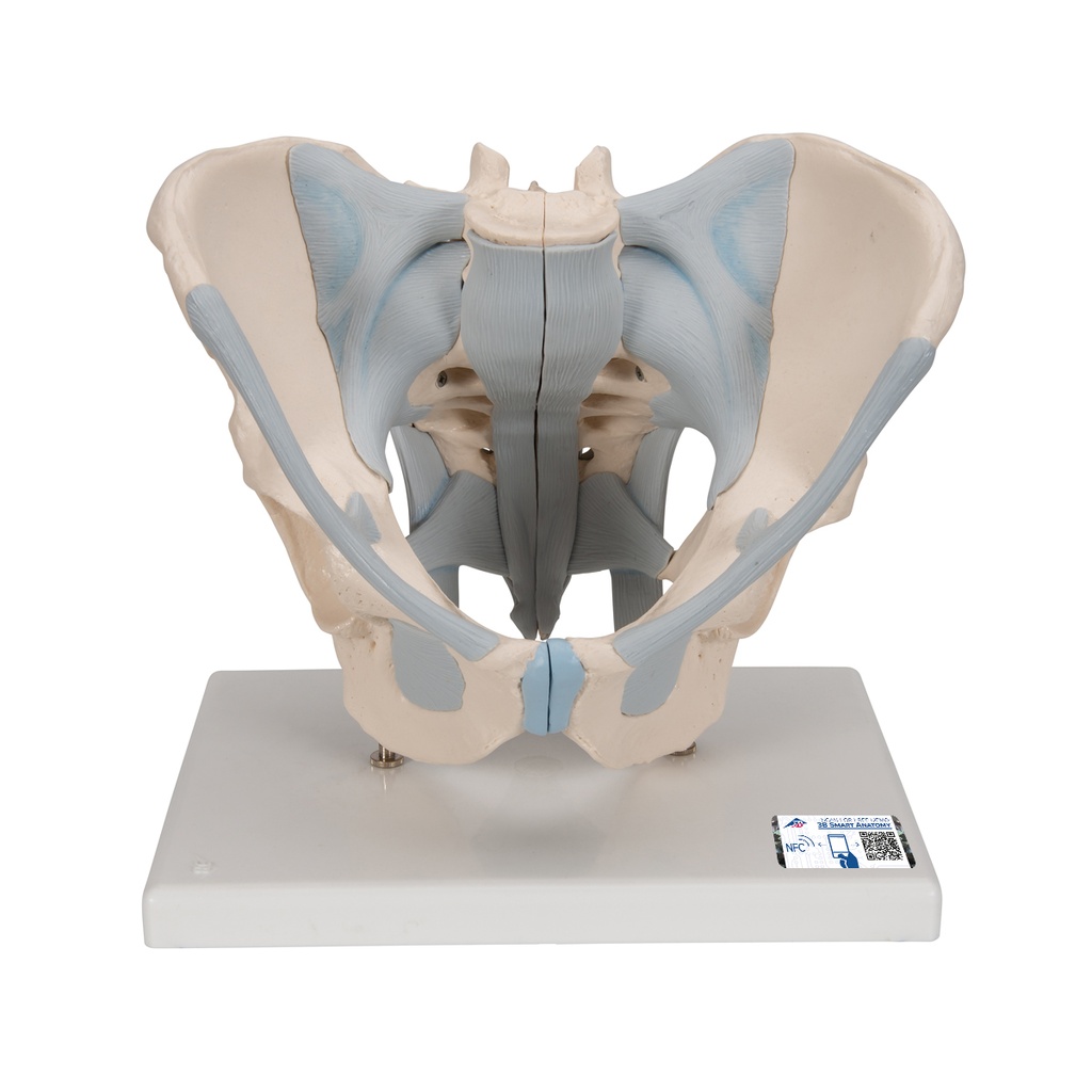 Bassin masculin avec ligaments en 2 parties 3B Scientific®