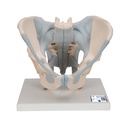 Bassin masculin avec ligaments en 2 parties 3B Scientific®