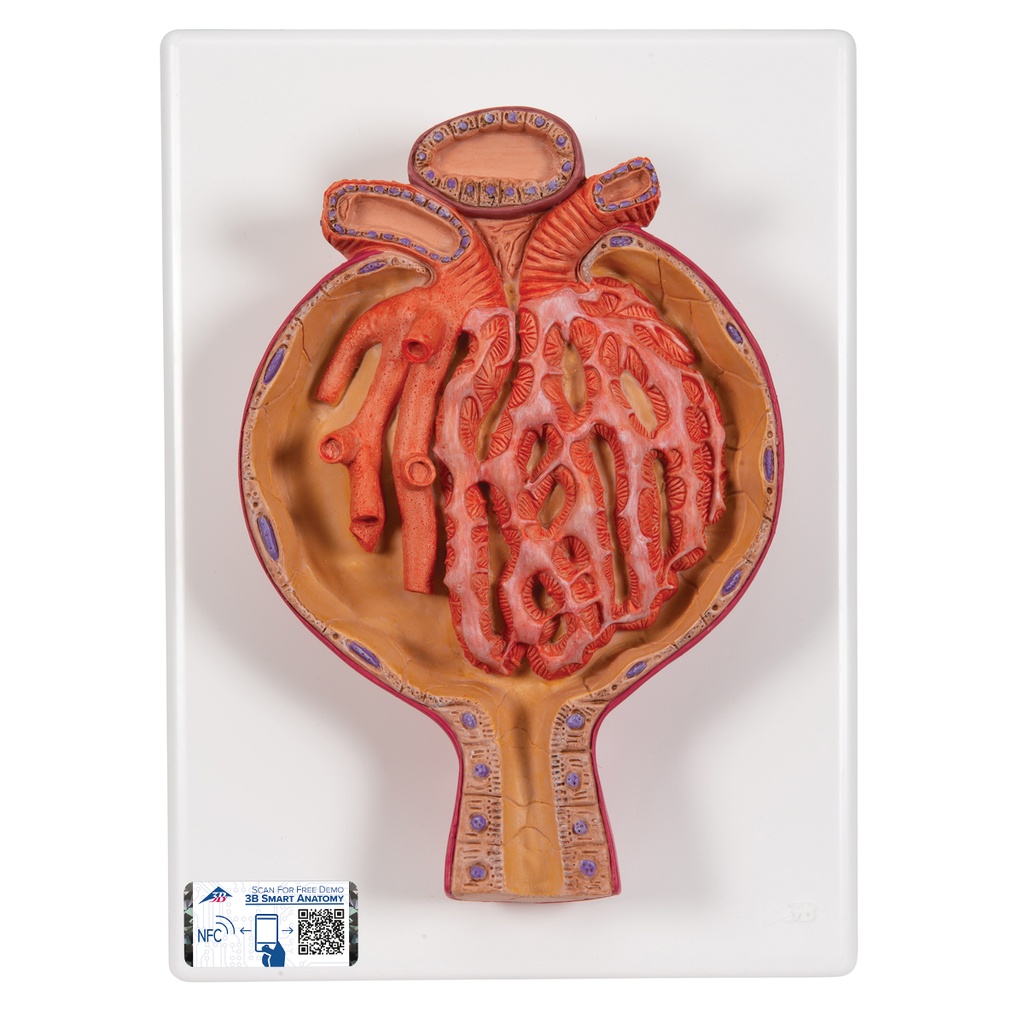 Corpuscule de Malpighi 3B Scientific®