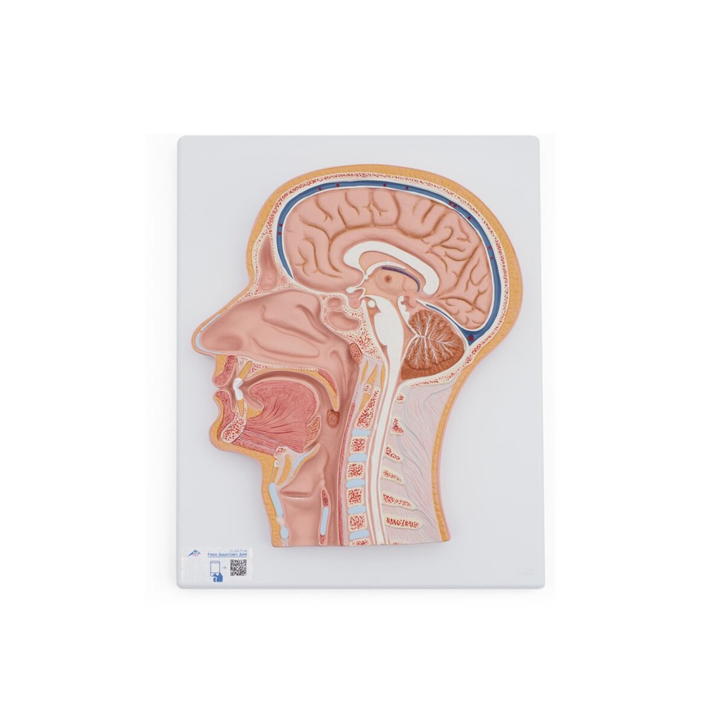 Section médiane de la tête C12 3B Scientific®