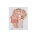 Section médiane de la tête C12 3B Scientific®
