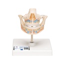Dentiers de lait 3B Scientific®