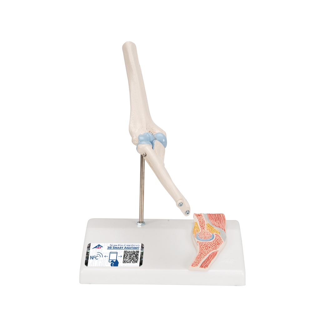 Articulation du coude miniature avec coupe transversale 3B Scientific®