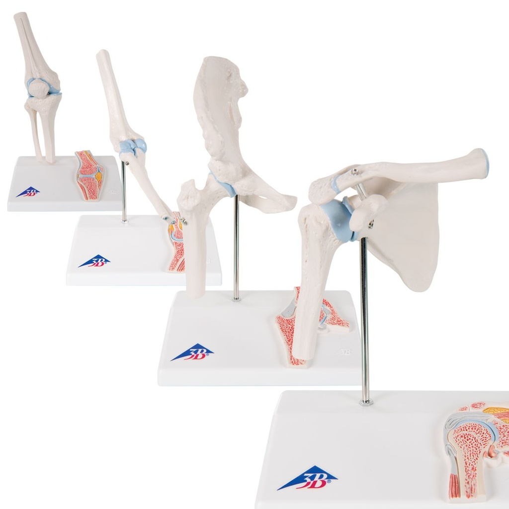 Articulation de hanche miniature 3B Scientific®