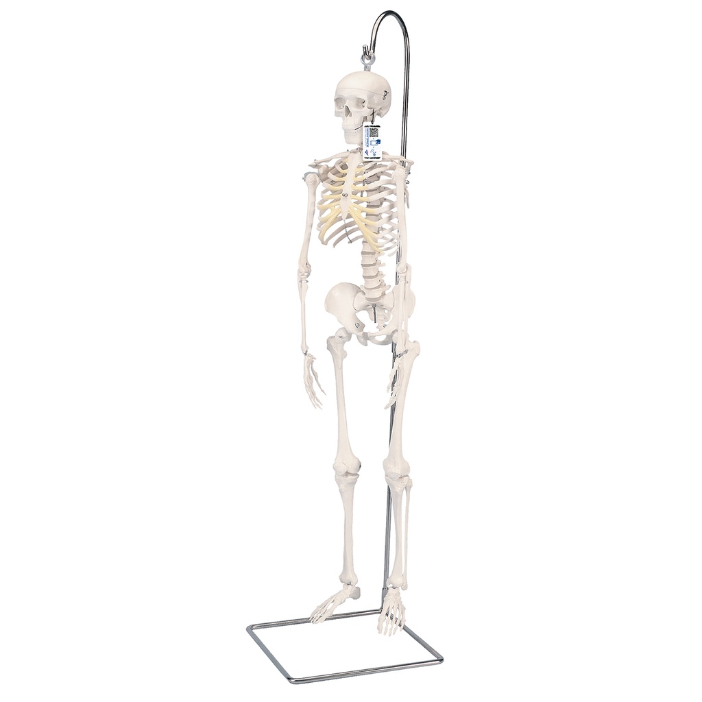 Squelette humain miniature sur support suspendu 3B Scientific®