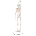 Squelette humain miniature sur support suspendu 3B Scientific®