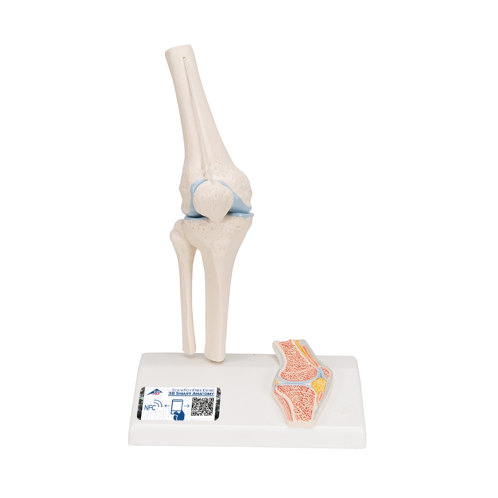 Articulation du genou miniature avec coupe transversale 3B Scientific®