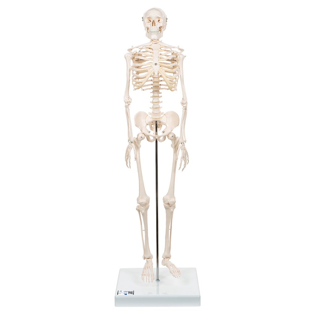 Mini squelette Shorty 3B Scientific®