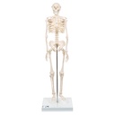 Mini squelette Shorty 3B Scientific®