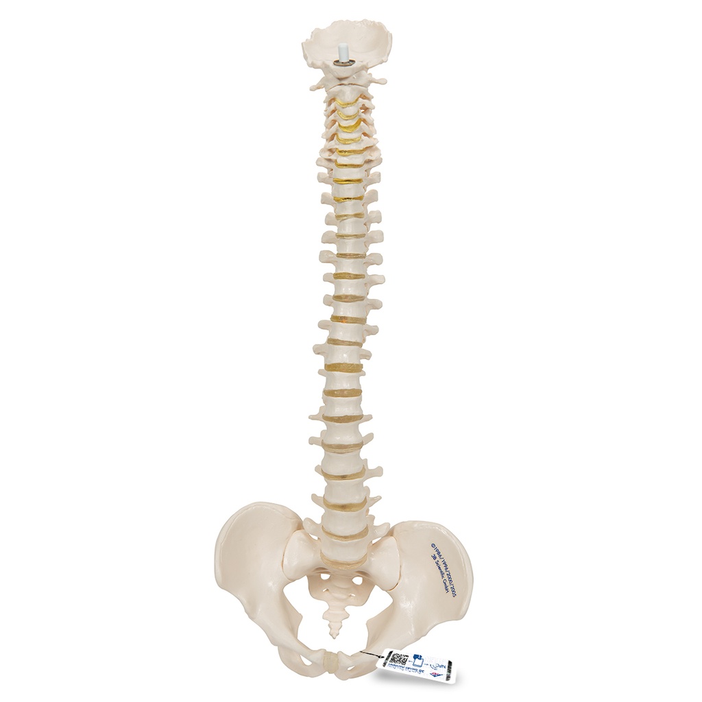 Colonne vertébrale miniature élastique 3B Scientific®