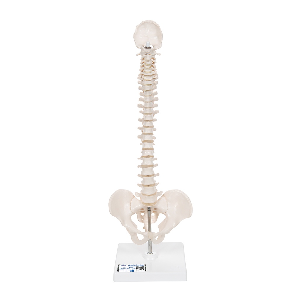 Colonne vertébrale miniature élastique sur support 3B Scientific®