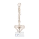 Colonne vertébrale miniature élastique sur support 3B Scientific®