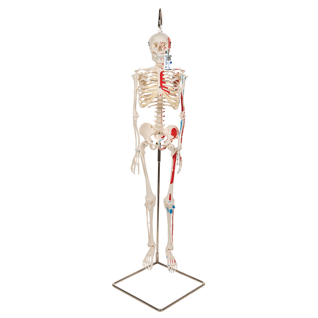 MiniSquelette avec muscles peints 3B Scientific®