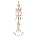 MiniSquelette avec muscles peints 3B Scientific®