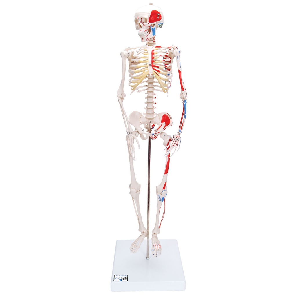 MiniSquelette avec muscles peints sur socle 3B Scientific®