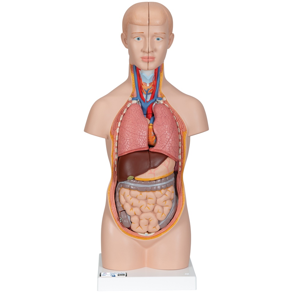 Mini-torse en 12 parties 3B Scientific®