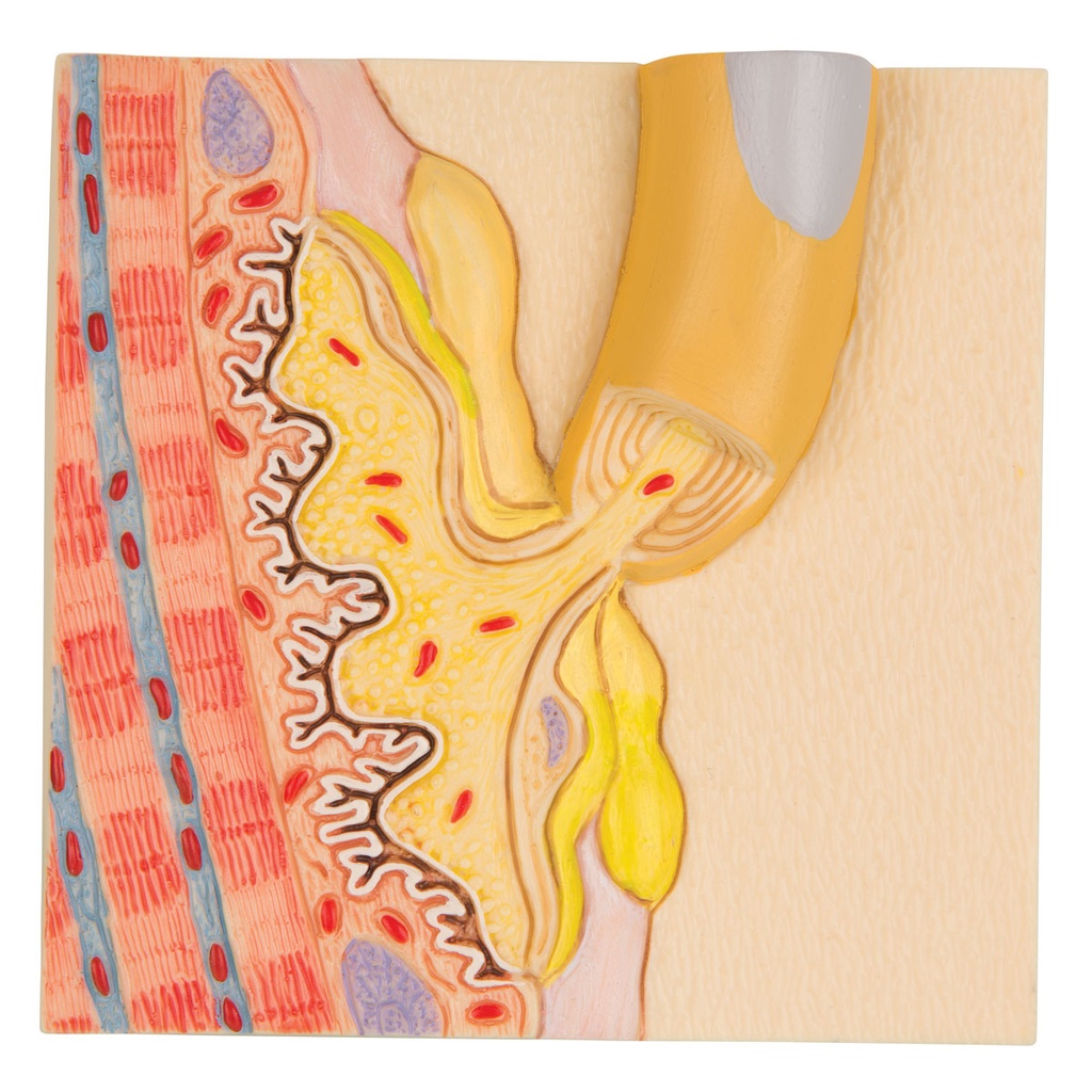 Plaque motrice 3B Scientific®