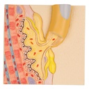 Plaque motrice 3B Scientific®