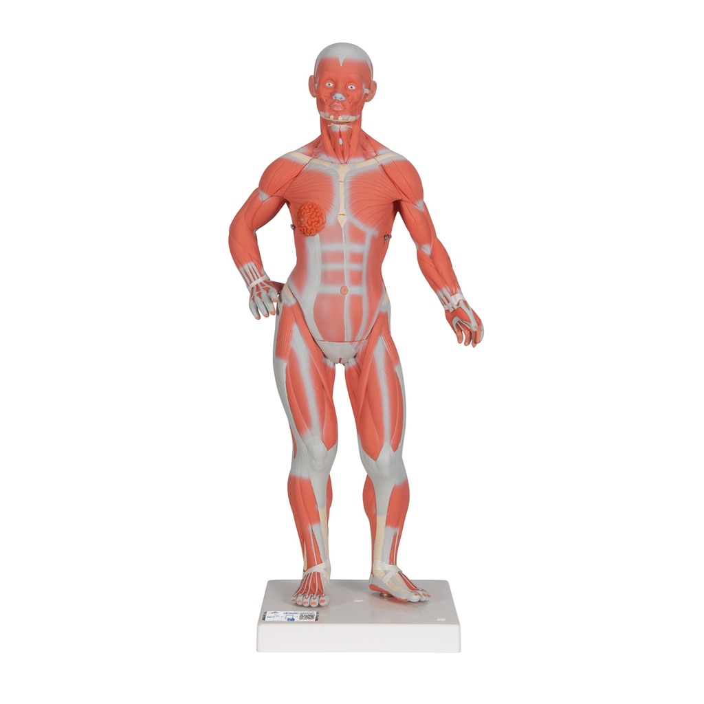 Modèle musculaire taille 1/3 3B Scientific®
