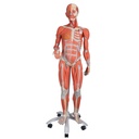 Modèle musculaire féminine taille 3/4 3B Scientific®