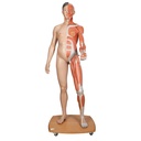 Modèle musculaire grandeur nature bisexuée asiatique 3B Scientific®