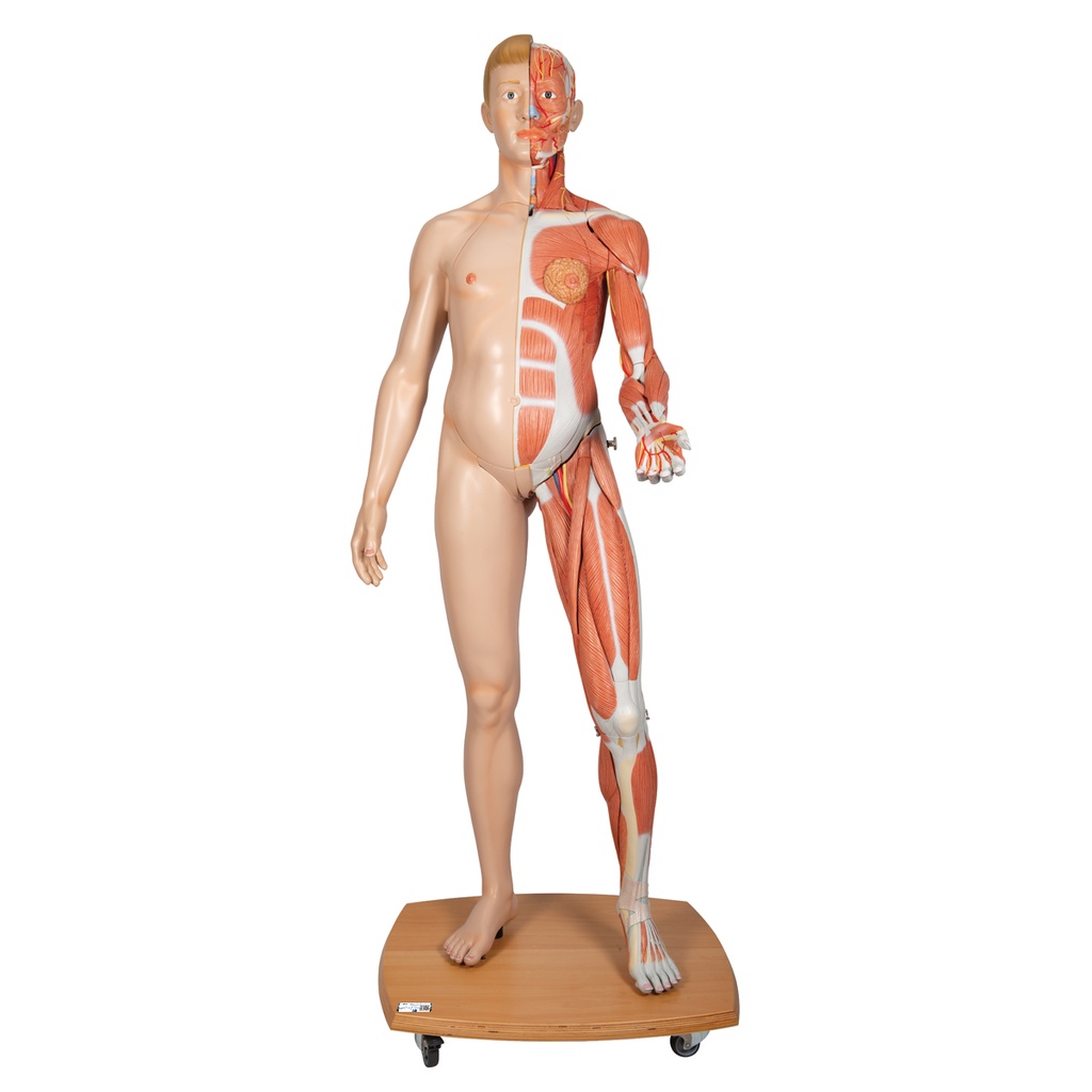 Modèle musculaire grandeur nature bisexuée Europa 3B Scientific®