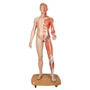 Modèle musculaire grandeur nature bisexuée Europa 3B Scientific®
