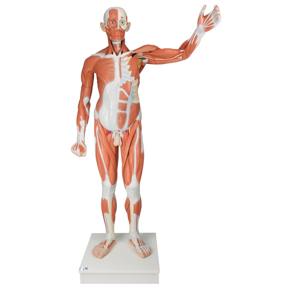 Modèle musculaire masculine grandeur nature en 37 parties 3B Scientific®