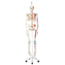 Squelette musculaire Max 3B Scientific®