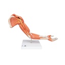 Bras musculaire couché en 6 parties 3B Scientific®
