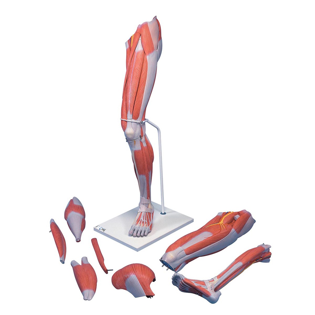 Jambe musculaire en 7 parties 3B Scientific®
