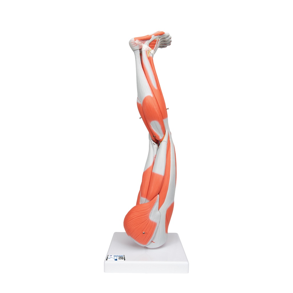Jambe musculaire en 9 parties 3B Scientific®