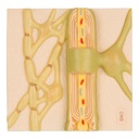 Gaines de myéline du SNC 3B Scientific®