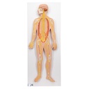 Système nerveux demi-grandeur nature 3B Scientific®