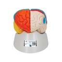 Cerveau neuro-anatomique en 8 parties 3B Scientific®