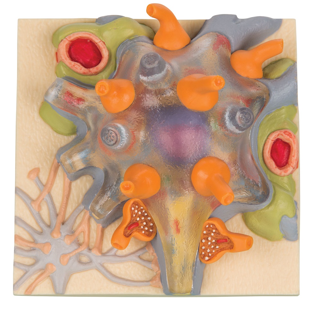 Corps cellulaire de neurone 3B Scientific®