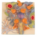 Corps cellulaire de neurone 3B Scientific®
