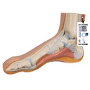 Pied normal 3B Scientific®