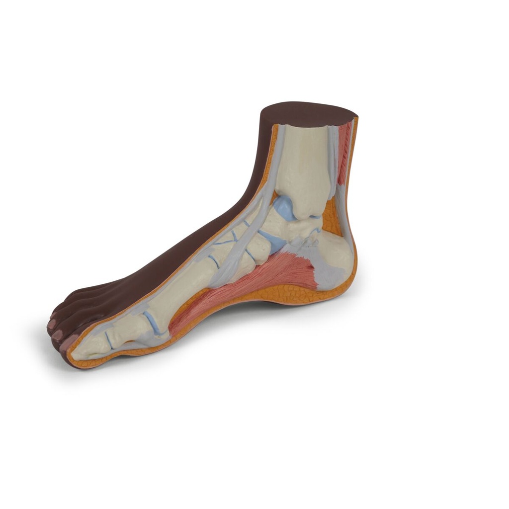 Pied normal foncé 3B Scientific®