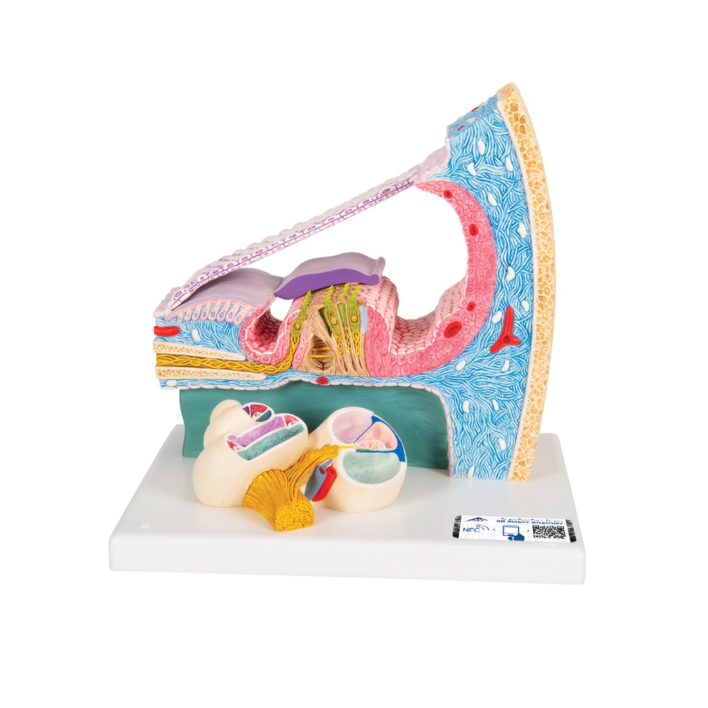 Organe de Corti 3B Scientific®