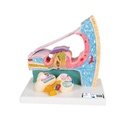 Organe de Corti 3B Scientific®