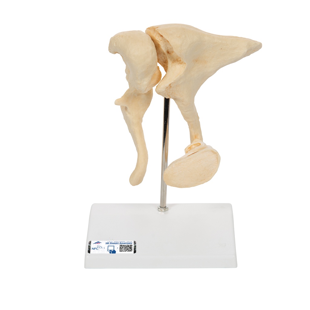 Osselets - agrandis 20 fois Bonelike 3B Scientific®