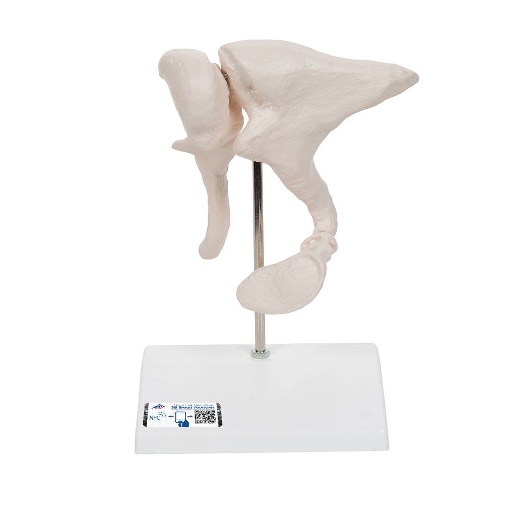 Osselets agrandis 20 fois 3B Scientific®